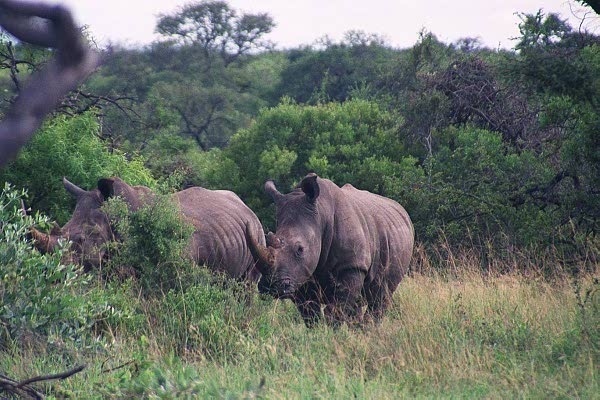 Rhino at Moholoholo Mountain View