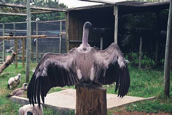 Vulture at Moholoholo Recovery Center
