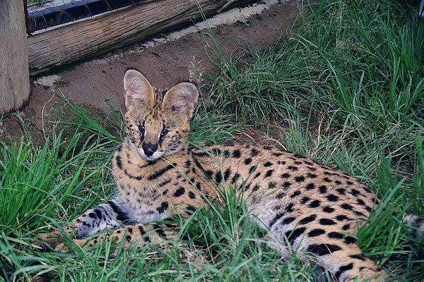 Blind Serval at Moholoholo Recovery Center. It's amazing what he can still do with his acute hearing