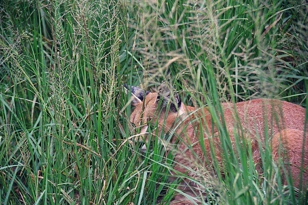 Caracal in the tall grass, Moholoholo