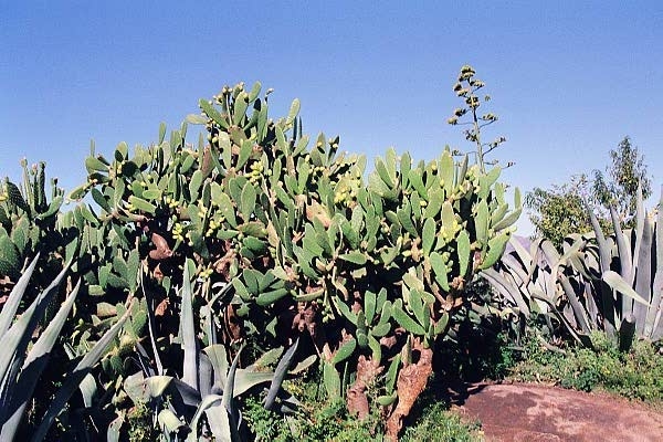 Cactus and aloe