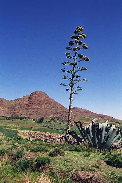 Aloe plant, Lesotho