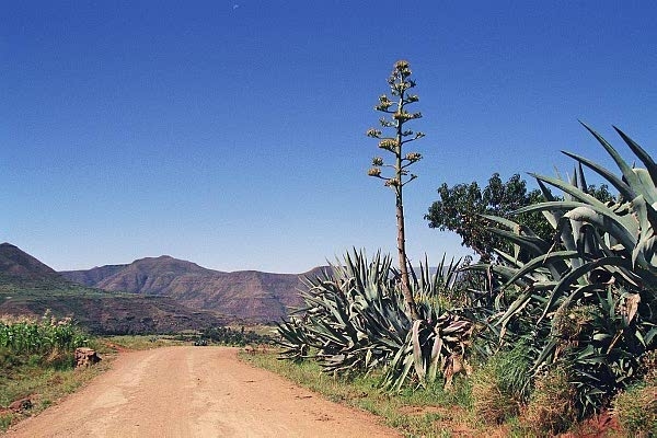 Aloe plants, Lesotho