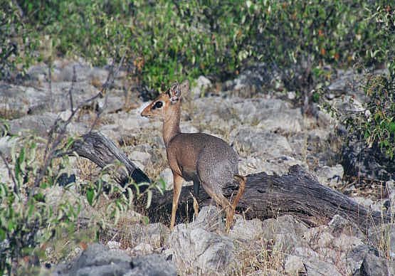 Damara dik-dik, Etosha