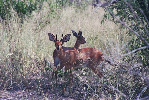 Another tiny antelope species, the Steenbok, Etosha