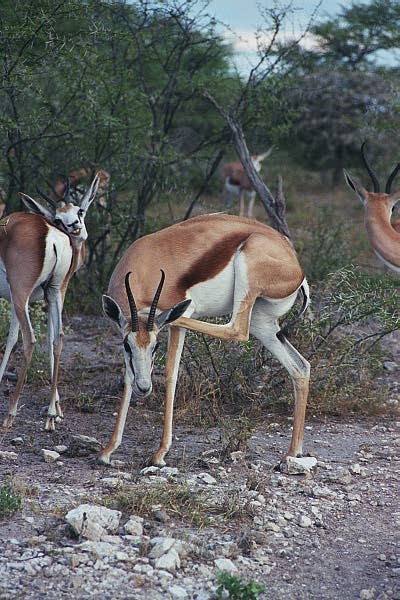Springbok, very common in Etosha