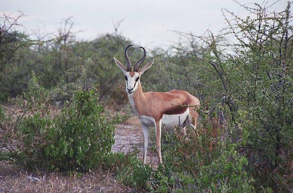 Springbok