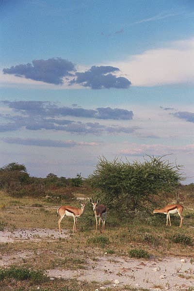 Springbok, Etosha
