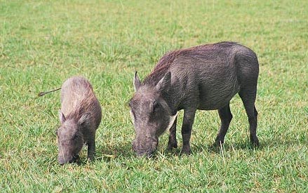 Warthogs, Namutoni