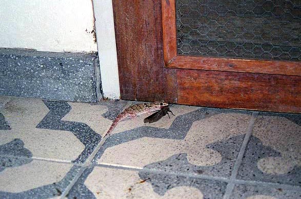 Lizard with big bug by doorstep, Namutoni