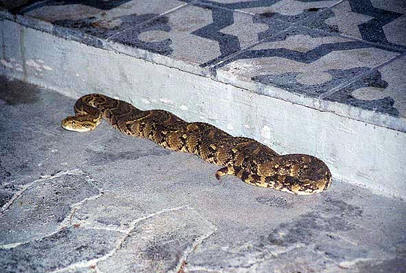 Snake, restcamp at Namutoni. The concensus is that it's a Puff Adder (poisonous)