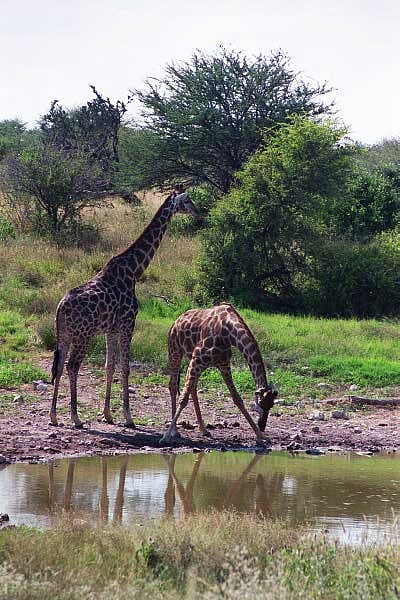 Giraffe at waterhole