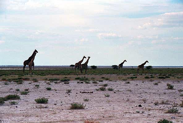 Giraffe on the treeless plain, Etosha