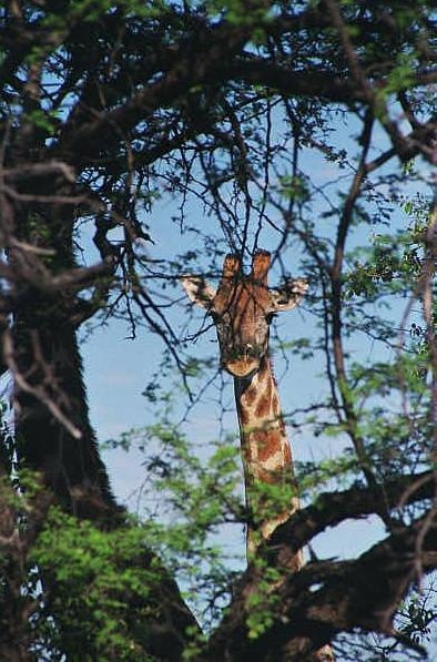 Giraffe near Namutoni
