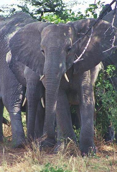 Elephant, Etosha - north of Namutoni