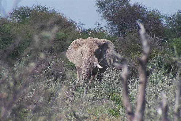 The other elephant sighting, a pretty beat up old elephant missing a tush