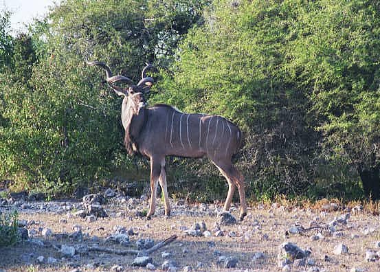 Greater Kudu near Namutoni