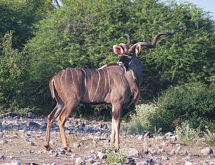 Greater Kudu, Etosha