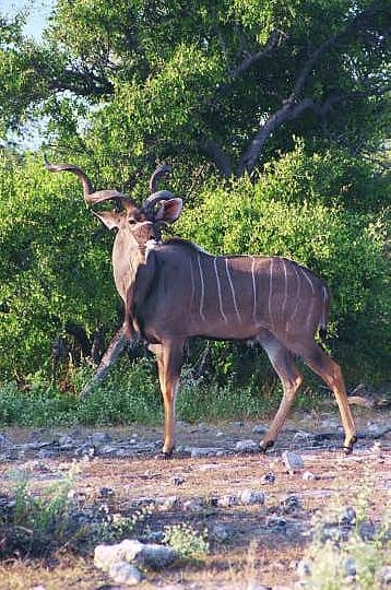 Greater Kudu, Etosha