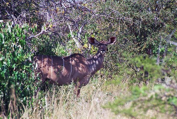 Female Kudu, Etosha