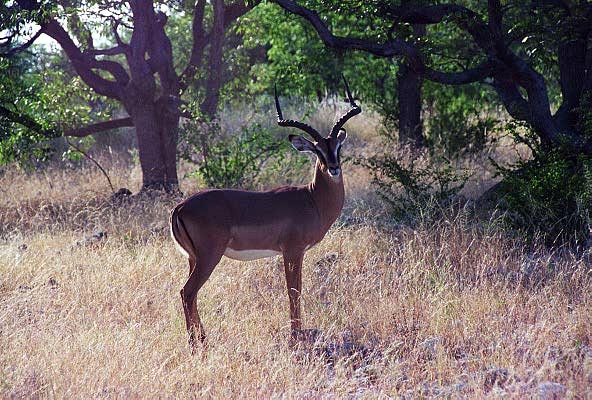 Black faced impala, also endemic to Etosha