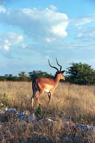 Impala, Etosha