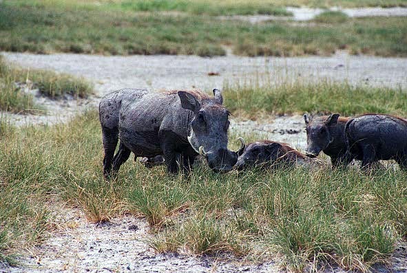 Warthogs, north of Namutoni