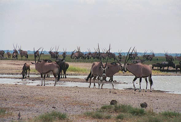 Gemsbok herd at very productive waterhole at Andoni, Etosha