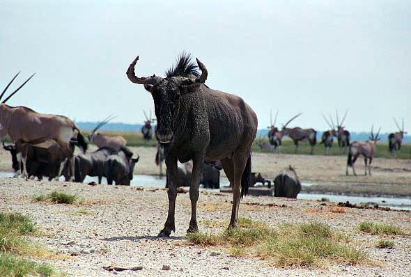 Wildebeest after mudbath, Andoni