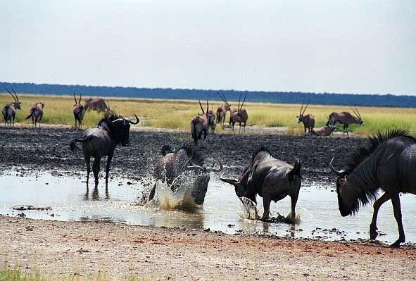Wildebeest sparring, Andoni waterhole, Etosha