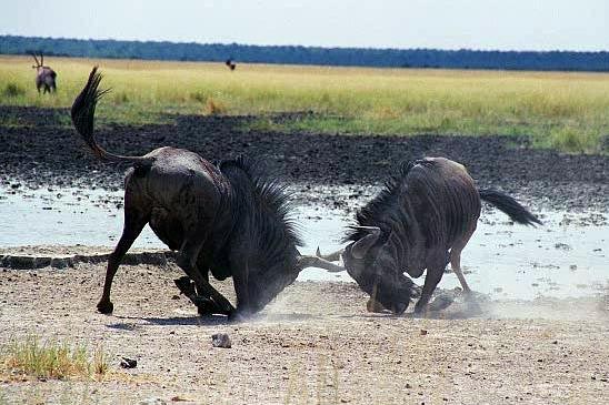 Wildebeest face off, Andoni waterhole, Etosha
