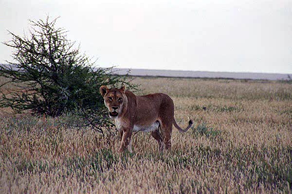 Lone lioness near Salvadora