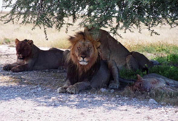 Lions relaxing after a kill, Wolfsnes