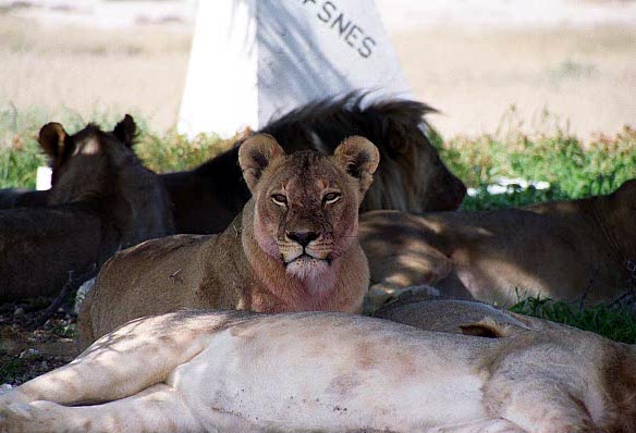 Content lion pride at Wolfsnes, Etosha