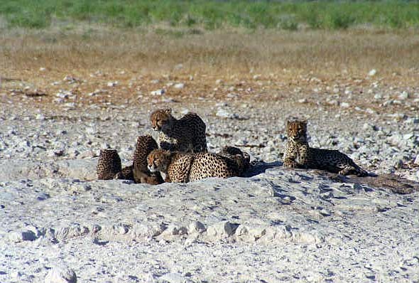 With all the lions around, the Cheetah stick together