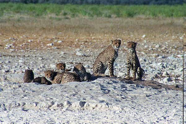 Cheetah take over Gemsbokvlakte waterhole near Okaukuejo