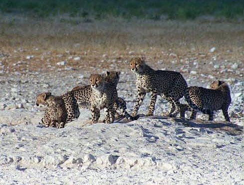 Cheetah at attention, Gemsbokvlakte, Etosha