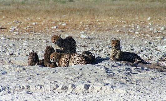 This is the largest number of cheetah I've seen in one place, Etosha