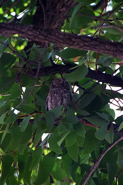 African Scops Owl, Halali rest camp, Etosha