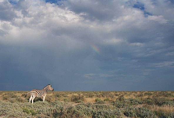Lone zebra after a storm