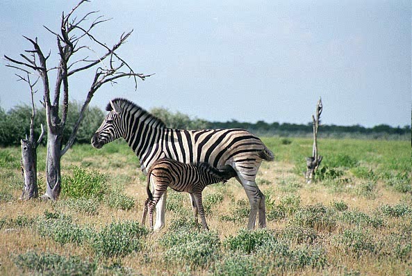 Zebra calf suckling