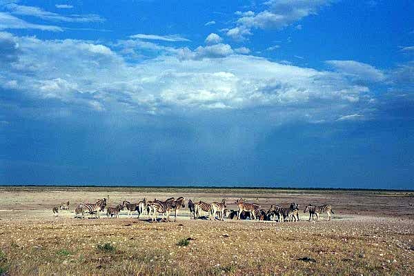 Zebra, east of Okaukuejo