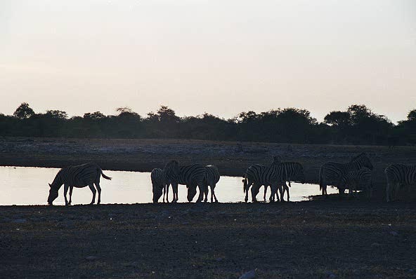 Zebra at the waterhole, sunset