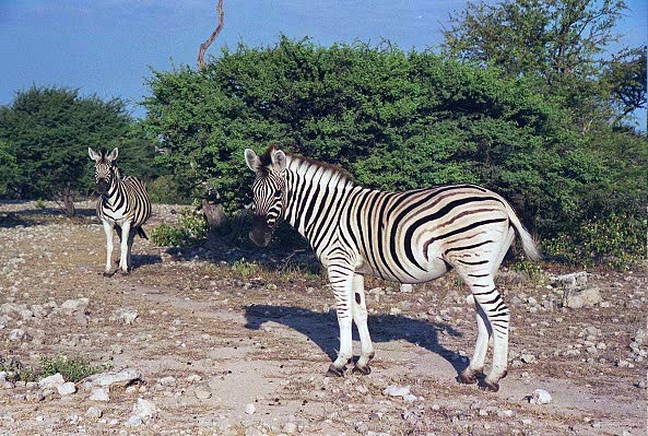 Zebra, Etosha