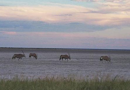 Gemsbok at the edge of the Etosha pan