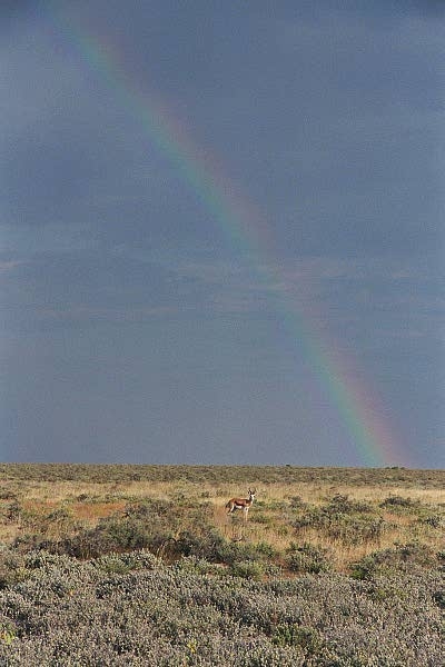 Springbok and rainbow