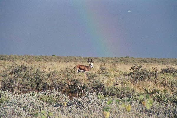 Springbok at the end of the rainbow, Etosha