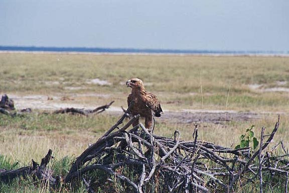 Tawny eagle, near Andoni