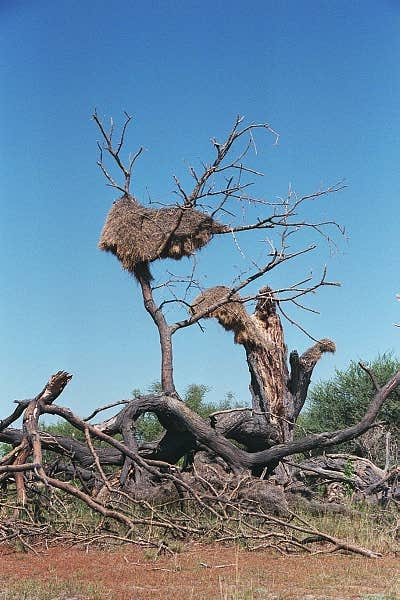 Social Weaver bird nest, Leeubron