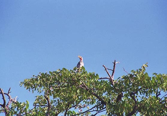 Yellow-billed Hornbill, Etosha